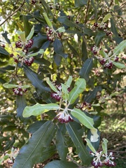 Pittosporum ralphii