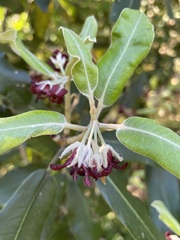 Pittosporum ralphii
