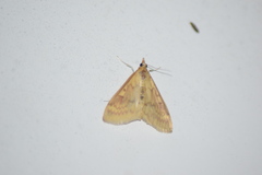 Ostrinia