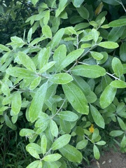 Pittosporum ralphii