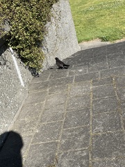 Turdus merula merula