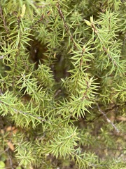Leptecophylla juniperina