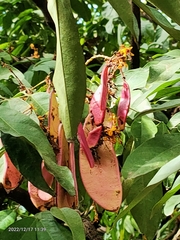 Saraca asoca