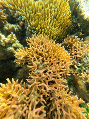 Seriatopora hystrix