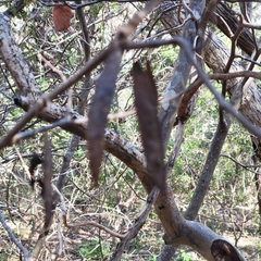 Cercis canadensis texensis