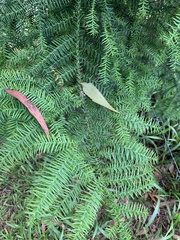 Araucaria cunninghamii