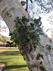 Phoradendron macrophyllum
