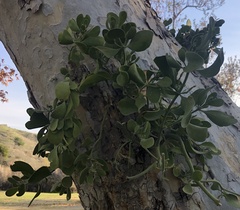 Phoradendron macrophyllum
