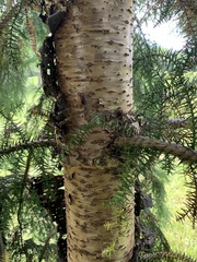 Araucaria cunninghamii
