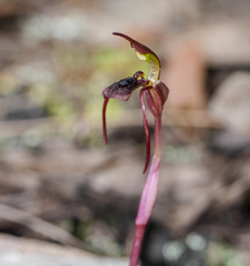 Chiloglottis diphylla