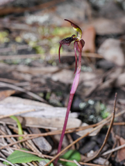 Chiloglottis diphylla