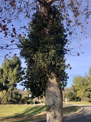 Phoradendron macrophyllum