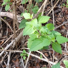 Ageratina havanensis
