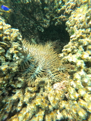 Acanthaster