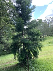 Araucaria cunninghamii