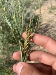 Cyperus schweinitzii