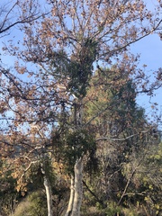 Phoradendron macrophyllum