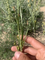 Cyperus schweinitzii