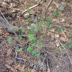 Ageratina havanensis