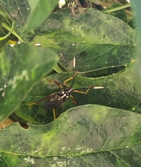 Holhymenia histrio