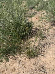 Cyperus schweinitzii