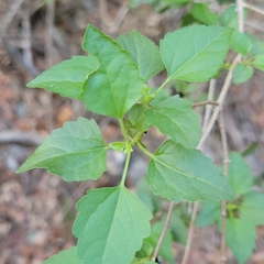 Ageratina havanensis