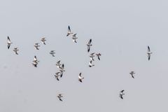Vanellus superciliosus