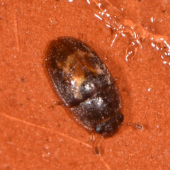 Cryptarcha concinna