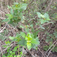 Ageratina havanensis