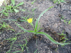 Hypoxis rigidula