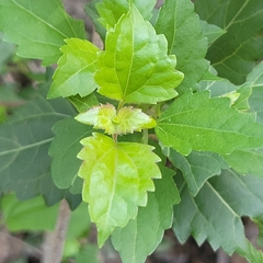 Ageratina havanensis