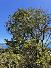 Elaeocarpus dentatus