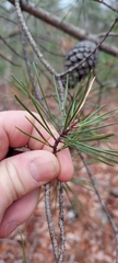 Pinus rigida