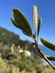 Elaeocarpus dentatus