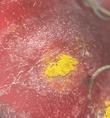 Phragmidium rubi-idaei