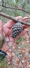 Pinus rigida