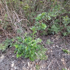Ageratina havanensis