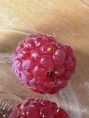 Phragmidium rubi-idaei