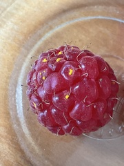 Phragmidium rubi-idaei