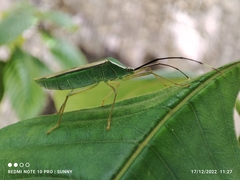 Homoeocerus angulatus