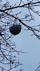 Dolichovespula maculata