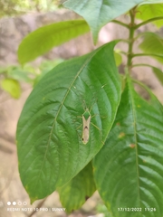 Homoeocerus angulatus