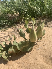 Asclepias arenaria