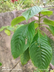 Homoeocerus angulatus