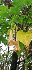 Brugmansia suaveolens