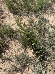 Asclepias arenaria