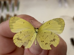 Eurema smilax
