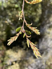 Nothofagus solandri