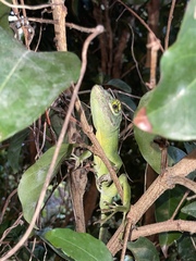 Anolis cuvieri