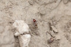 Dasymutilla snoworum